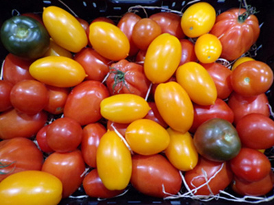Produktfoto zu Historischer Tomatenmix, deutsche Ernte