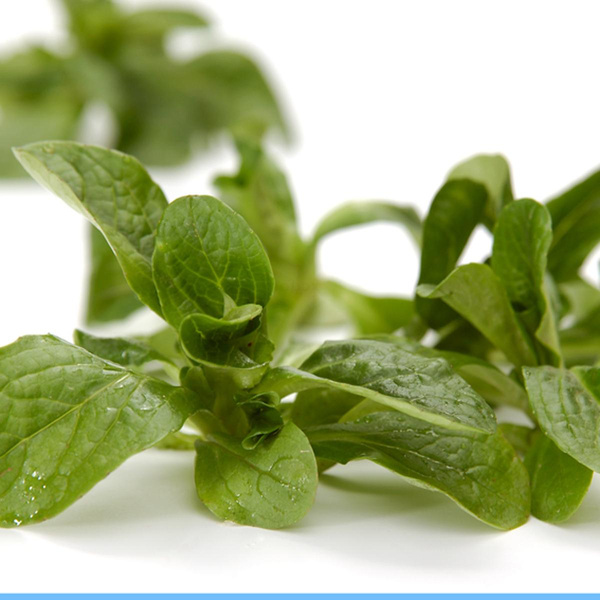 Produktfoto zu Feldsalat, regionale Ernte