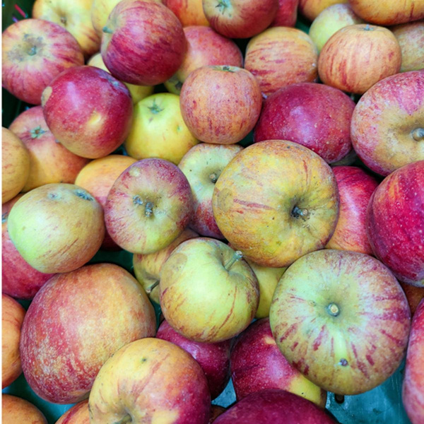 Photo de produit pour Pomme "Cox Orange"