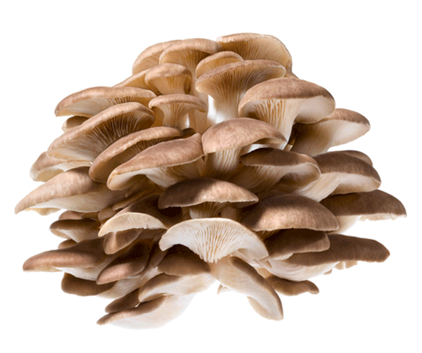 product photo for Chestnut mushroom, regional harvest