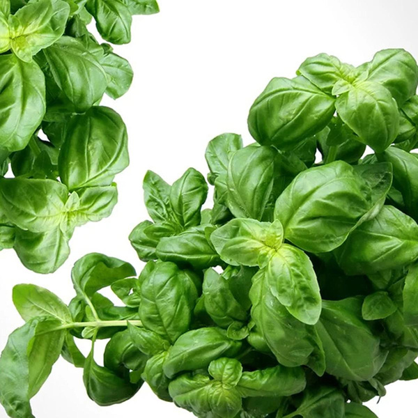 Photo de produit pour Basilic (Bouquet)