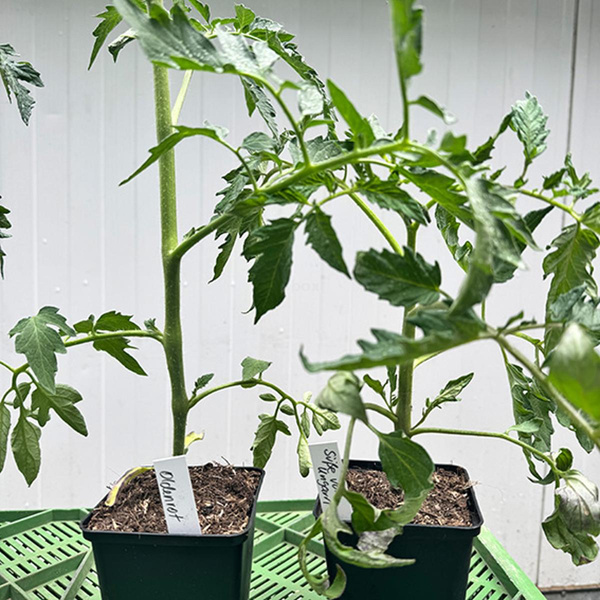Produktfoto zu Jungpflanze "Tomate rund", regional