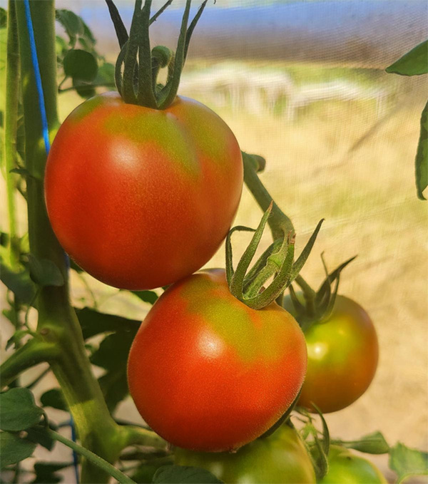 Produktfoto zu Tomaten der Saison, regionale Ernte