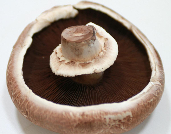 product photo for large mushroom