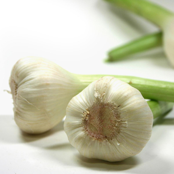 Produktfoto zu Knoblauch frisch, regionale Ernte