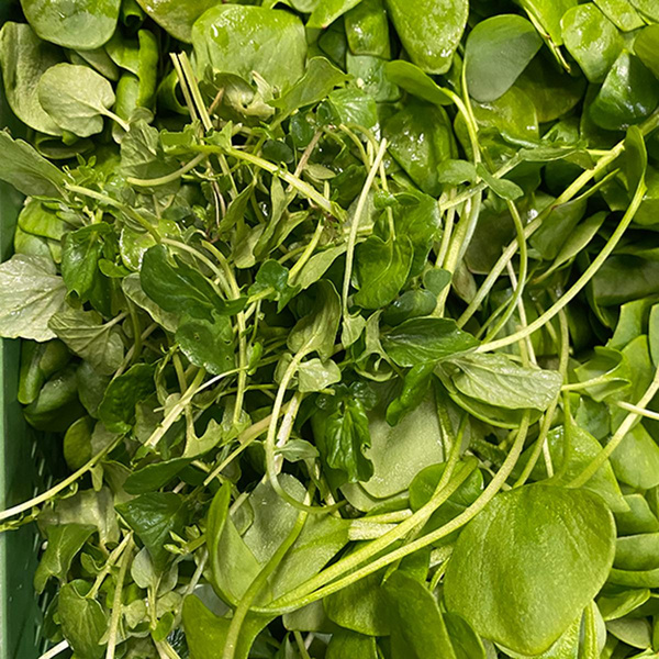 Photo de produit pour Salade Mix de printemps, récolte régionale