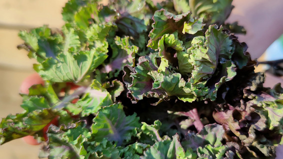 Rezeptbild für Mini-Kohlröschen mit Kräuterseitlingen