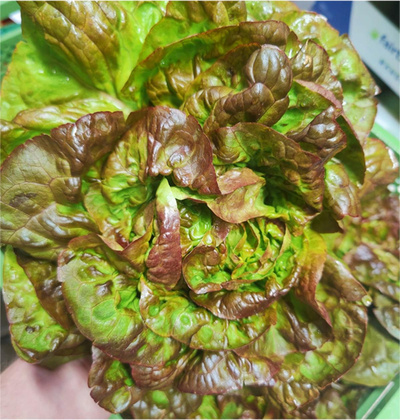 Photo de produit pour Batavia