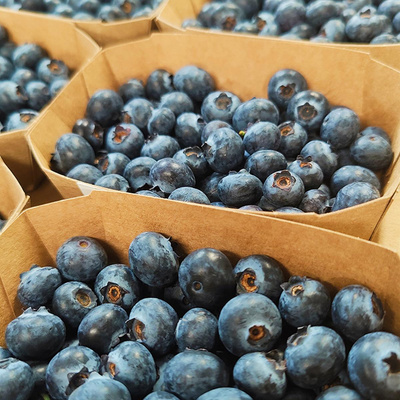 Produktfoto zu Heidelbeeren 250g, deutsche Ernte