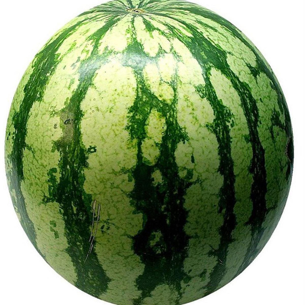 Produktfoto zu Wassermelone ganz, deutsche Ernte
