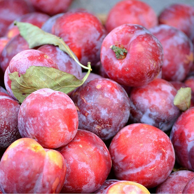 Produktfoto zu Pflaumen rot