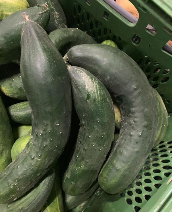 product photo for Cucumber