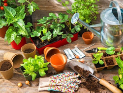 product photo for This week: 10% discount on seeds