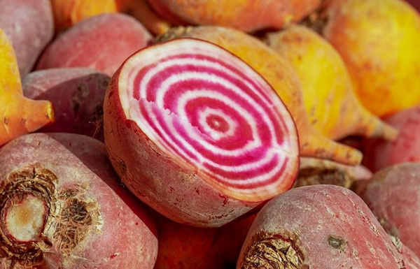 Produktfoto zu Rot-Weiße Bete "Chioggia", echt alte Sorte