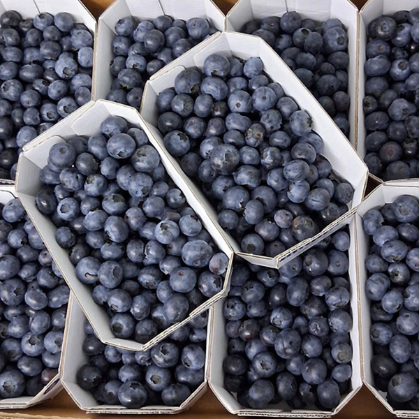 Produktfoto zu Heidelbeeren 200g, deutsche Ernte