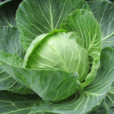 Produktfoto zu Frühlings-Weißkohl, regionale Ernte