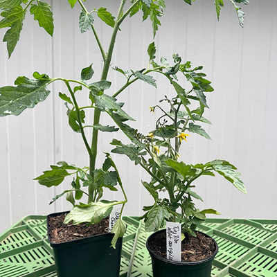 Produktfoto zu Jungpflanze "Cocktail-Tomate", regional
