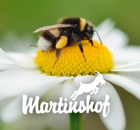 KI generiert: Das Bild zeigt ein Zertifikat für eine Blühwiesenpatenschaft, umgeben von mehreren Geschenkboxen. Das Zertifikat ist dekorativ gestaltet mit Blumenmotiven.