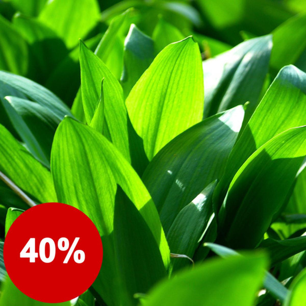 Photo de produit pour 150g de basilic