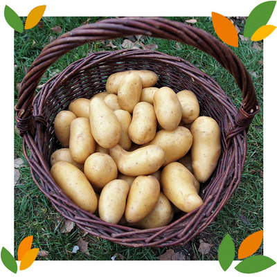 KI generiert: Ein Korb voller Kartoffeln auf Gras, dekoriert mit bunten Blattformen an den Ecken.