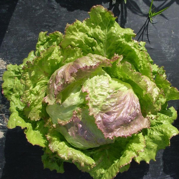 product photo for Iceberg lettuce
