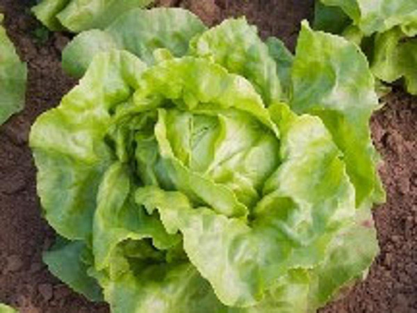 Produktfoto zu Kopfsalat Saatgut