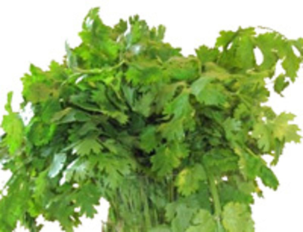 Produktfoto zu Koriander im Bund, regionale Ernte