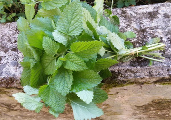 Produktfoto zu Zitronenmelisse, deutsche Ernte