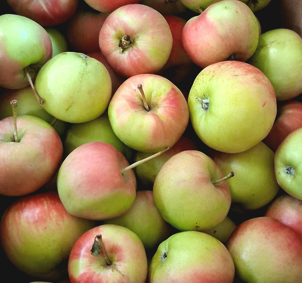 Photo de produit pour Pommes "Sansa", récolte allemande