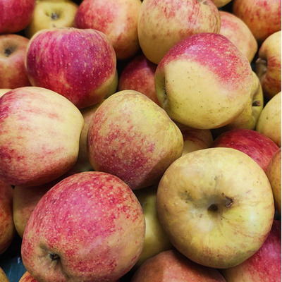 Produktfoto zu Apfel "Akane"