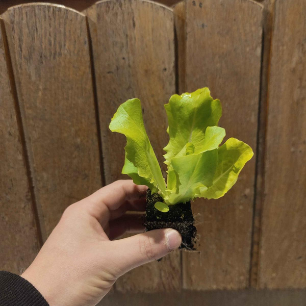 Photo de produit pour Jeune plante "salade", régionale