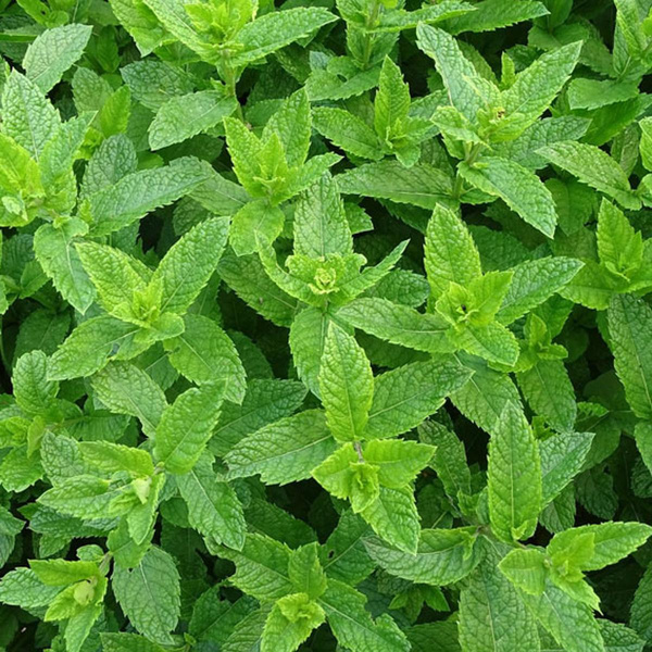product photo for Moroccan mint, regional harvest