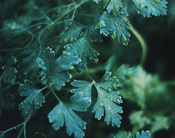 Produktfoto zu Liebstöckel im Bund, deutsche Ernte