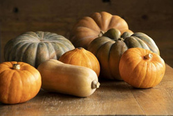 Produktfoto zu hier geht's zu den Kürbissen