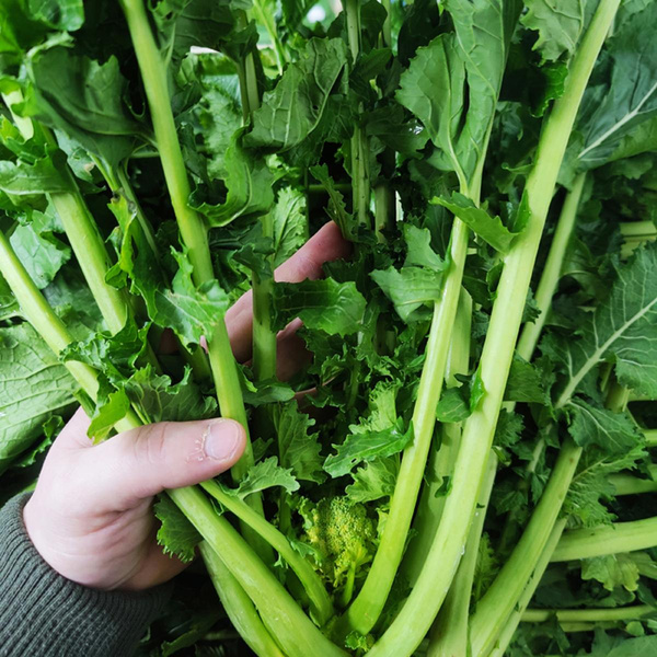 Produktfoto zu Cime di Rapa "Stängelkohl"