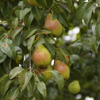 Photo de produit pour Poires