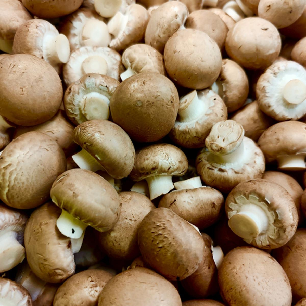 Champignon marron