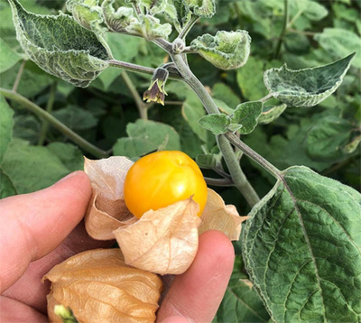 Produktfoto zu Physalis 100g