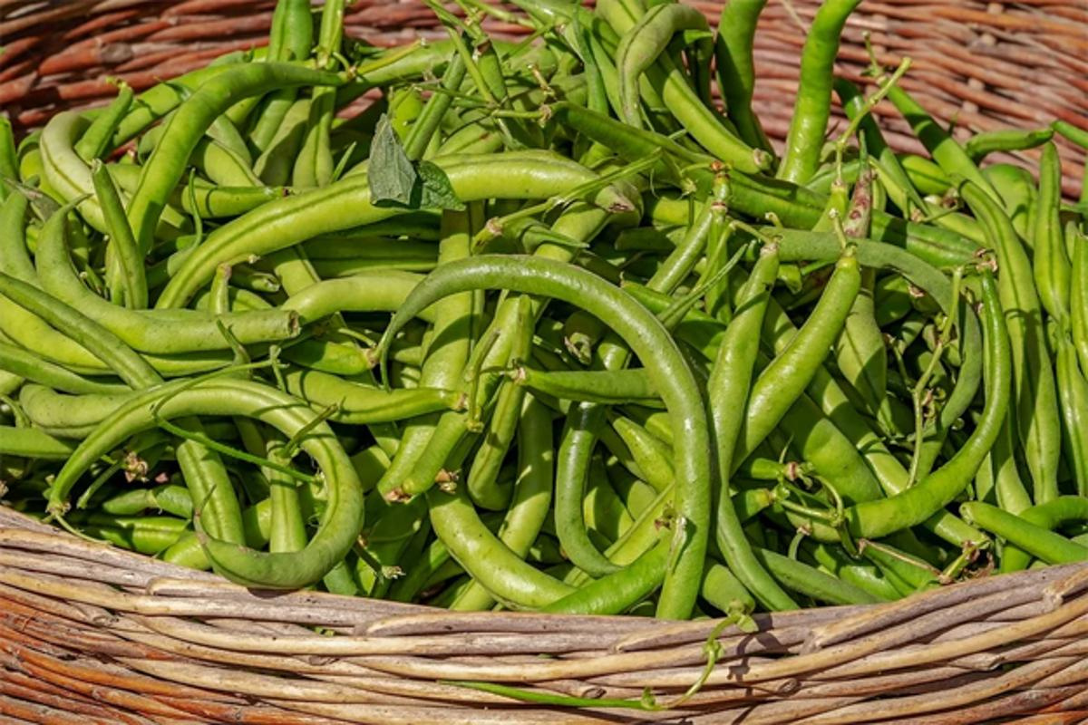 Haricots verts