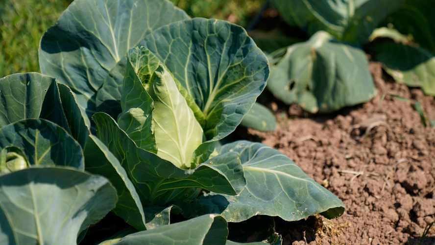 Rezeptbild für Fruchtiger Spitzkohlsalat