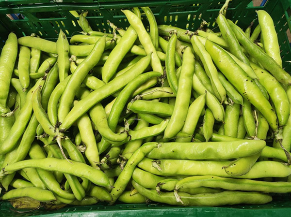 Produktfoto zu Dicke Bohnen, regionale Ernte