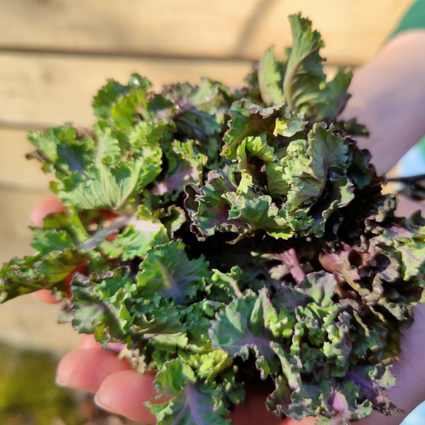 Produktfoto zu Flower Sprout Röschen, regionale Ernte