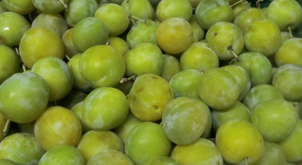 Photo de produit pour Reine-Claude