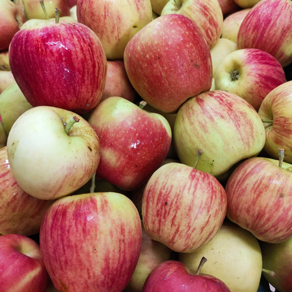 Produktfoto zu Äpfel "Delbarestivale", regionale Ernte