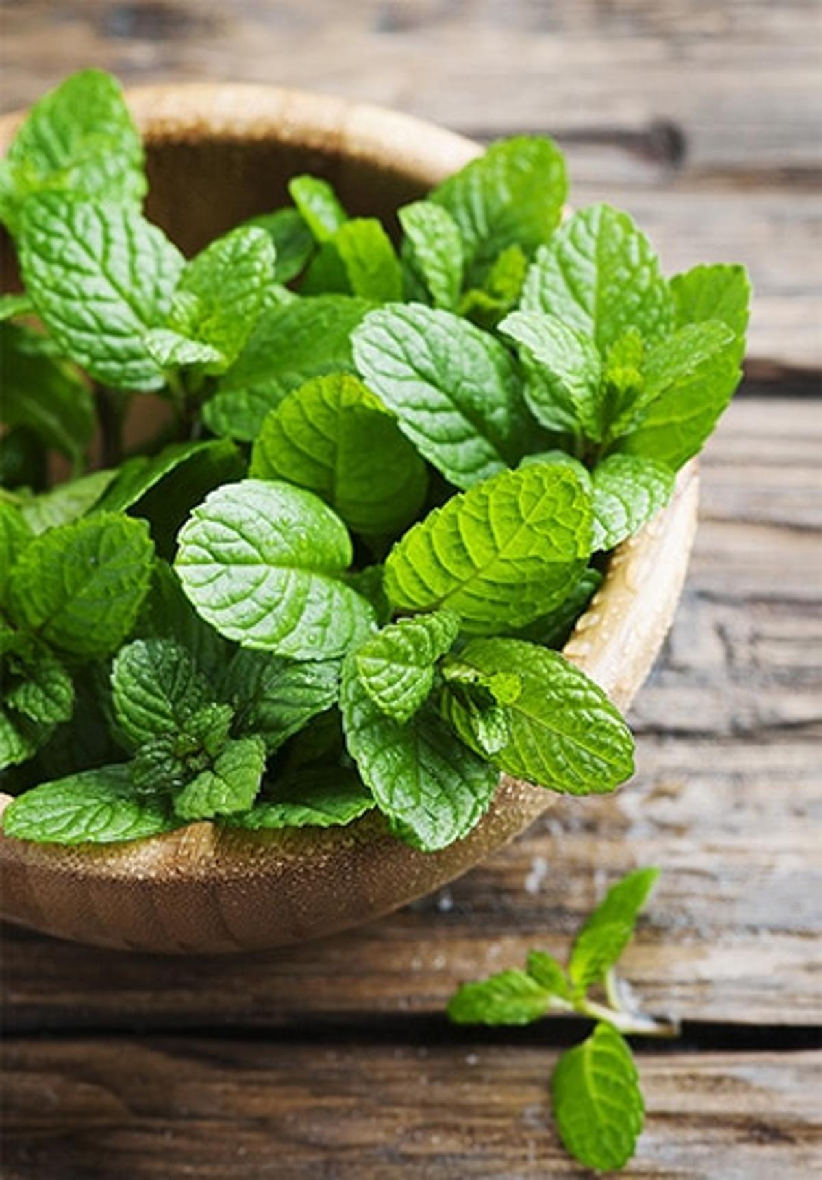 Menthe