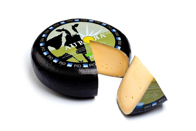 product photo for Aurora Gold Old