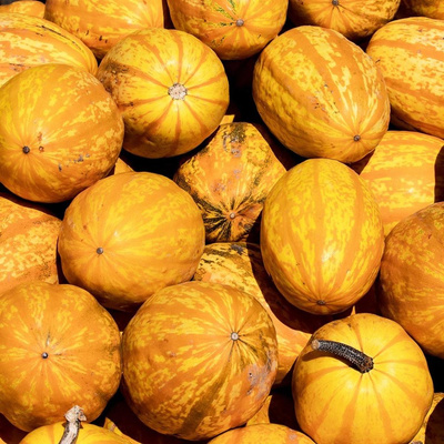 product photo for Pumpkin Spaghetti