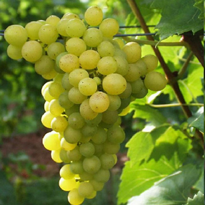 product photo for grapes