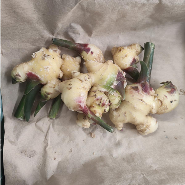 Produktfoto zu Ingwer frisch, deutsche Ernte