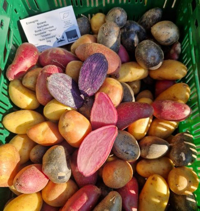 product photo for Gourmet potatoes